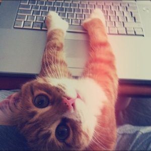 Meet your Posher, Sami